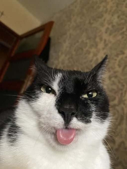 Gatinho preto e branco mostrando a língua blep