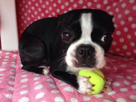 Cachorrinho de olhos esbugalhados com bolinha de tênis