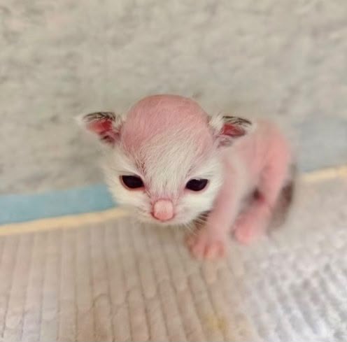 Pequeno gatinho cor-de-rosa meme